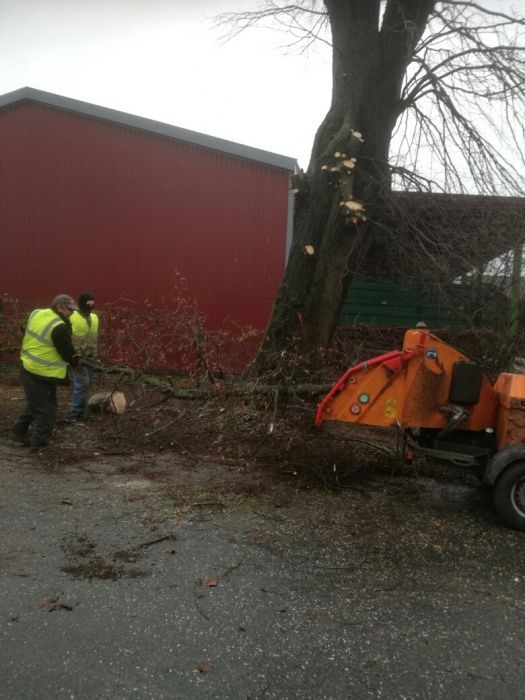 Wycinka drzew metodą Alpinistyczną wraz z rębakowaniem