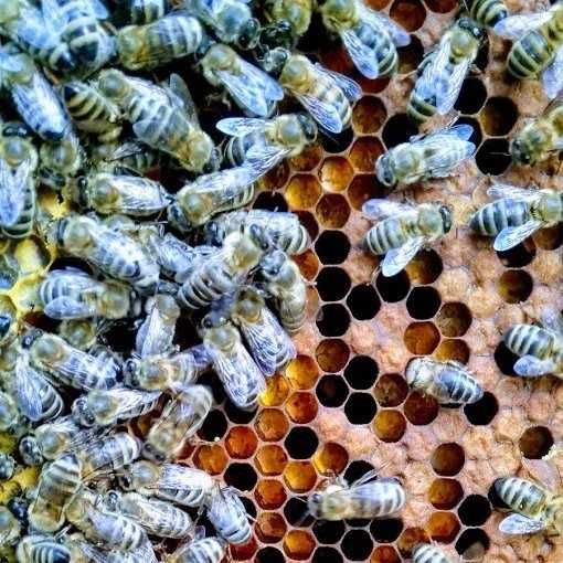 100% naturalny miód wielokwiatowy wiosenny 2023 1,2kg od pszczelarza