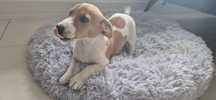 Jack russel terrier samiec