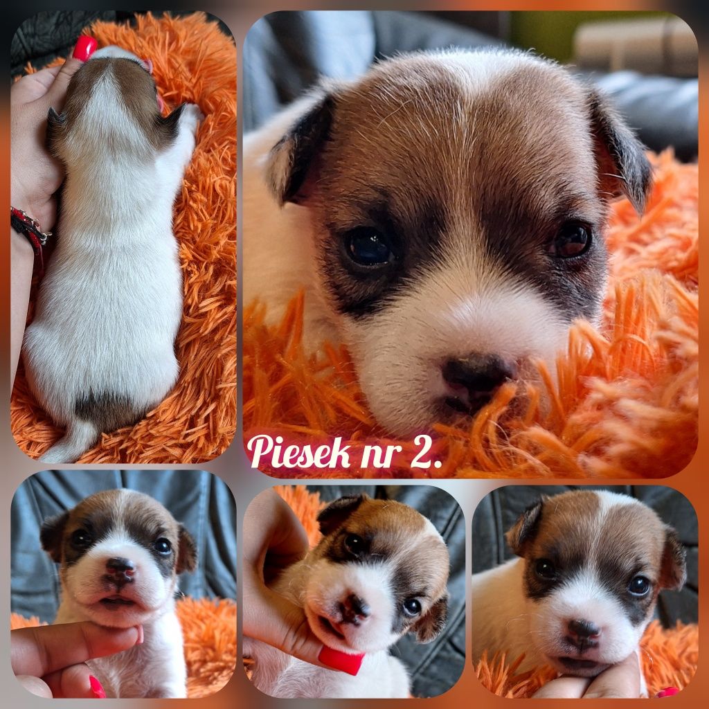 Szczeniaki Parson Russell Terrier pieski ZKWP FCI