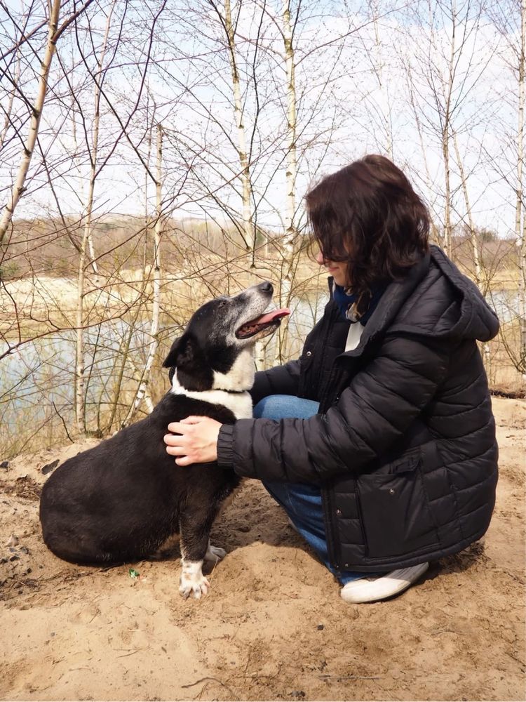 Fedor-cudowny starszy niskopodłogowy psiak do pilnej adopcji