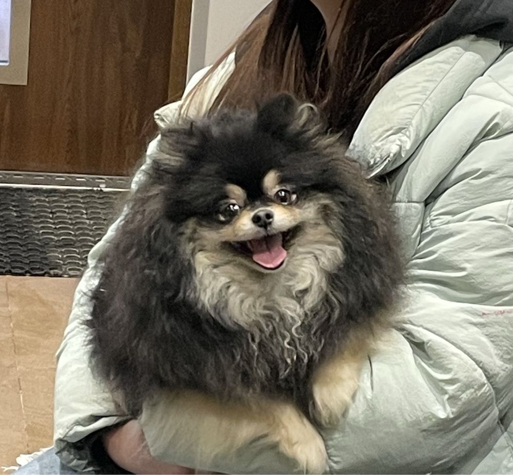 Pomeranian mini mini biszkoptowy chlopiec