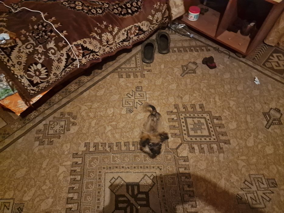 Степан   Мартинюк