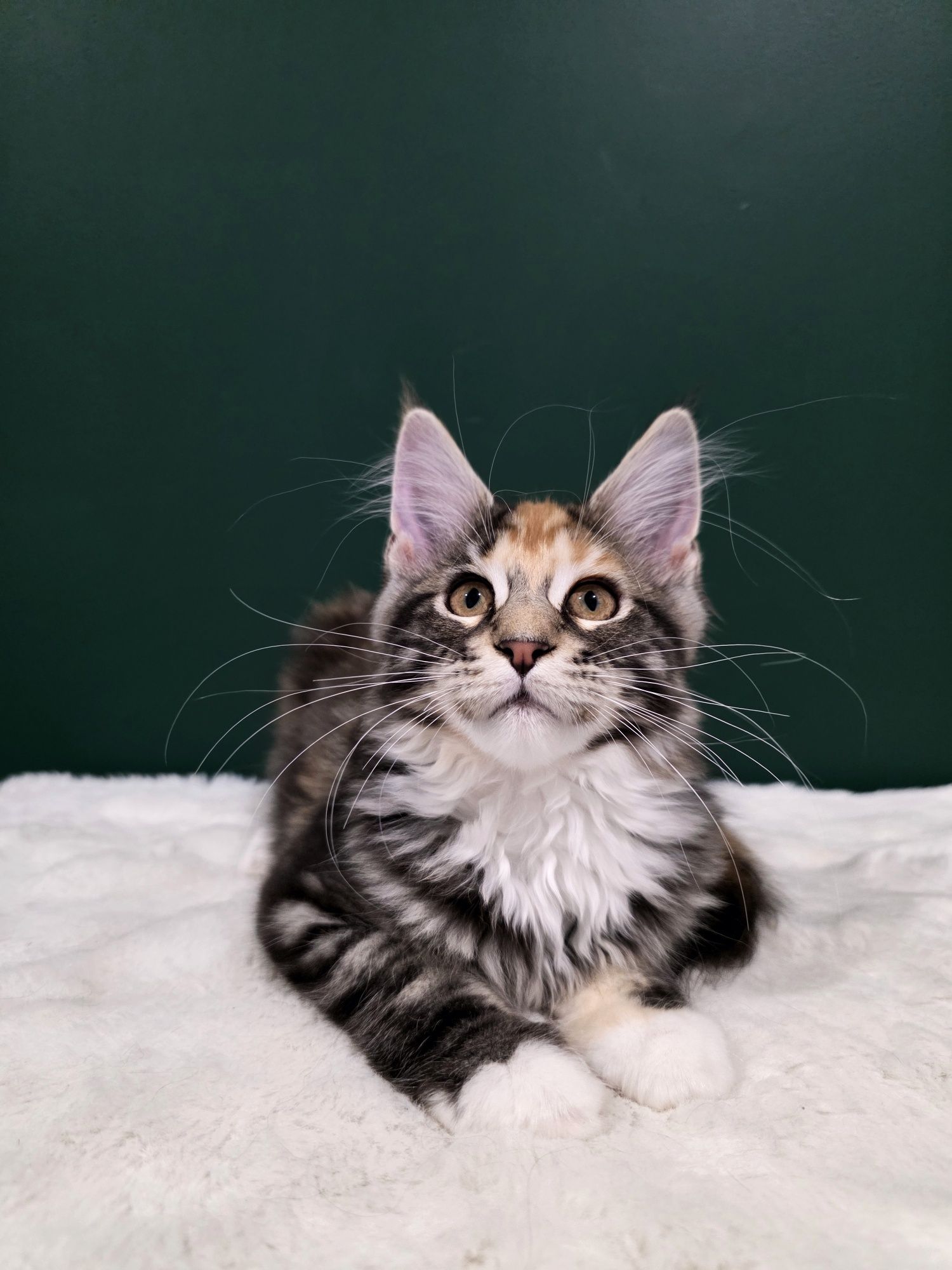 Aurelia duża kotka Maine Coon rodowód FPL