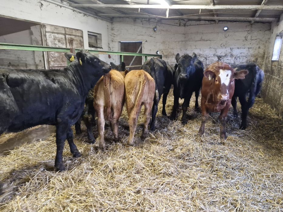 Jałówki odsadki 8 sztuk