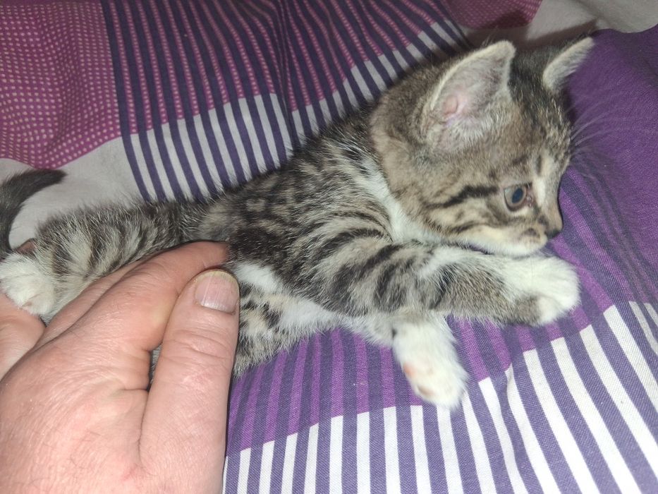 Oddam za darmo  kotka