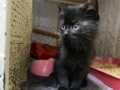 Ночік, 1.5 місяці, терміново шукає сім’ю, малюку дім! Кошенята, коти!