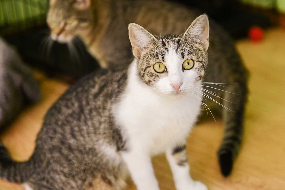 młoda kotka Arielka - preferowana adopcja w dwupaku z Jolie