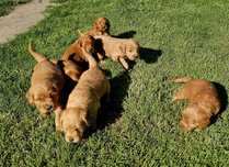Goldendoodle f1 suczka standard i mini