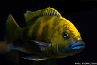 GB MALAWI venustus ( F-2 )(Nimbochromis venustus)