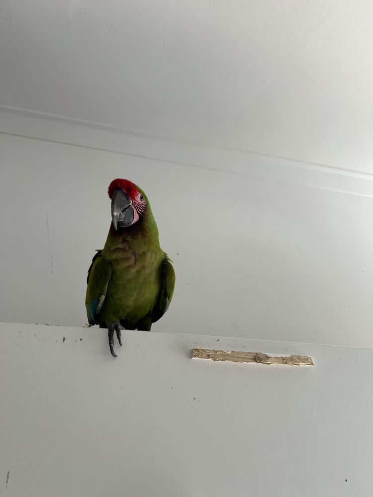 Vendo Arara militar