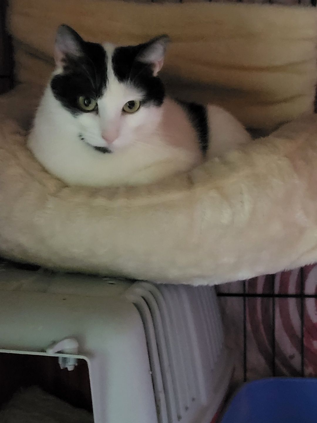 Olaf. Kocurek do adopcji