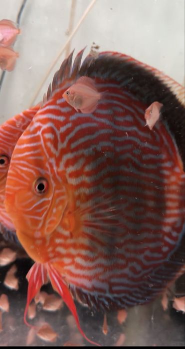 Paletki Cobalt x Red Turkus 5-6 cm - młode dyskowce