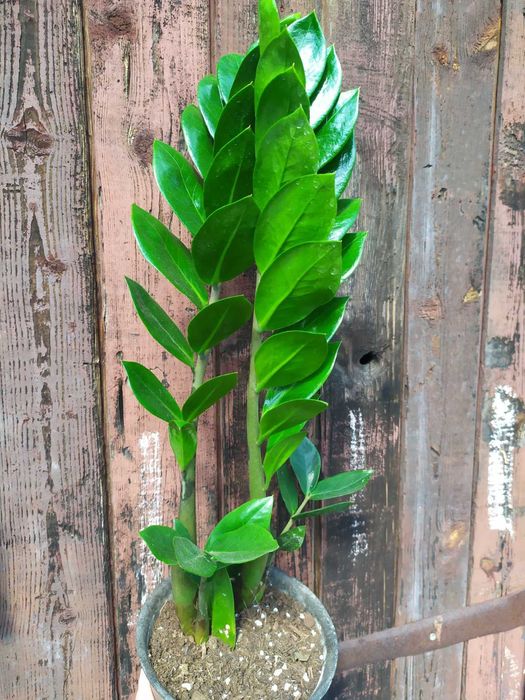 Заміокулькас Зензі, звичайний