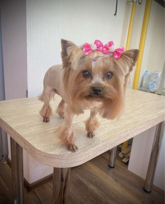 Стрижка собак Софиевская Борщаговка