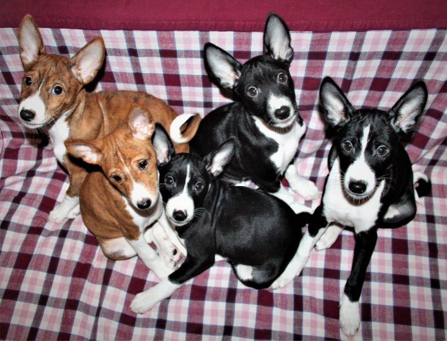 Цуценяти басенджи