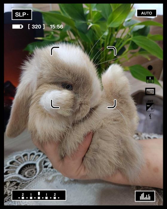 Mini Lopy baranki królik karzełek .Hodowla zarejestrowana KZHK