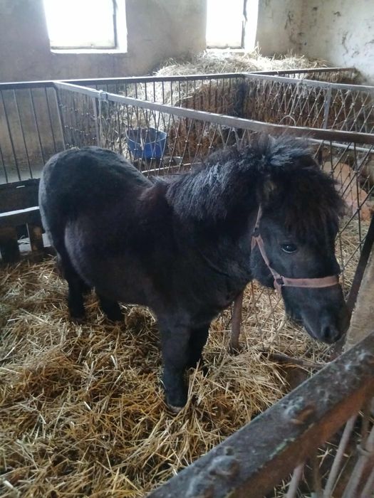 sprzedam lub zamiana kucyka