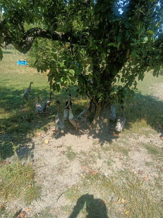 Kaczki biegusy czubate