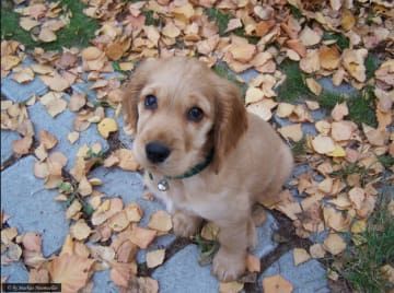 Ідеальний друг для вашої родини – кокер-спанієль!