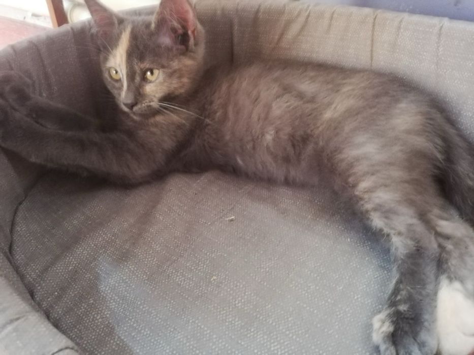 В хороші руки кошенята