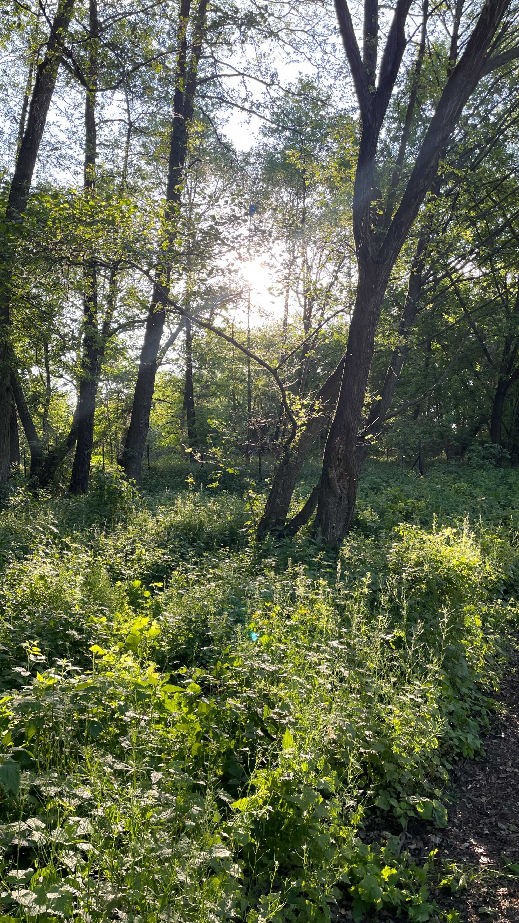 Działka Cieciszew - Konstancin-Jeziorna - 30 min Warszawa - natura