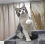 Fêmea Maine Coon com Lop