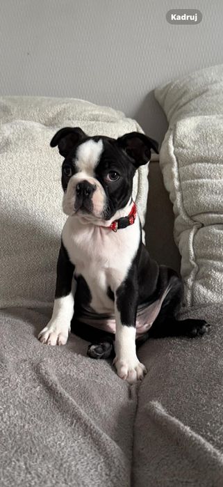 BOSTON TERRIER z rodowodem gotowe do odbioru  FCI