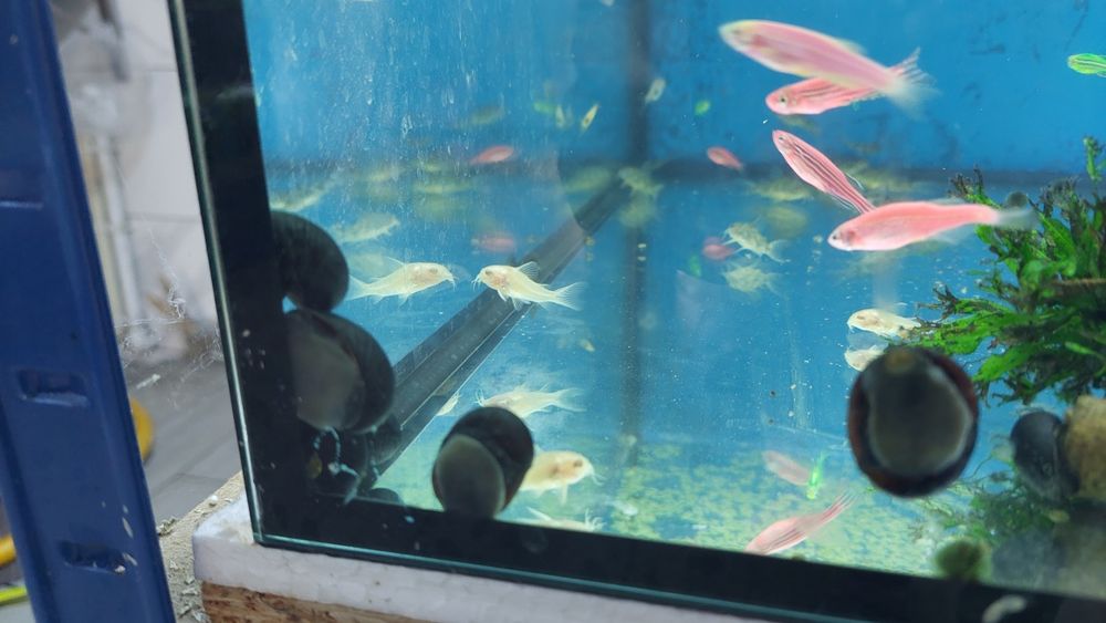 Ślimak na glony - Military helmet (Neritina pulligera) WYSYŁKA AKWAWIN