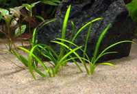Sagittaria Subulata – Planta aquática