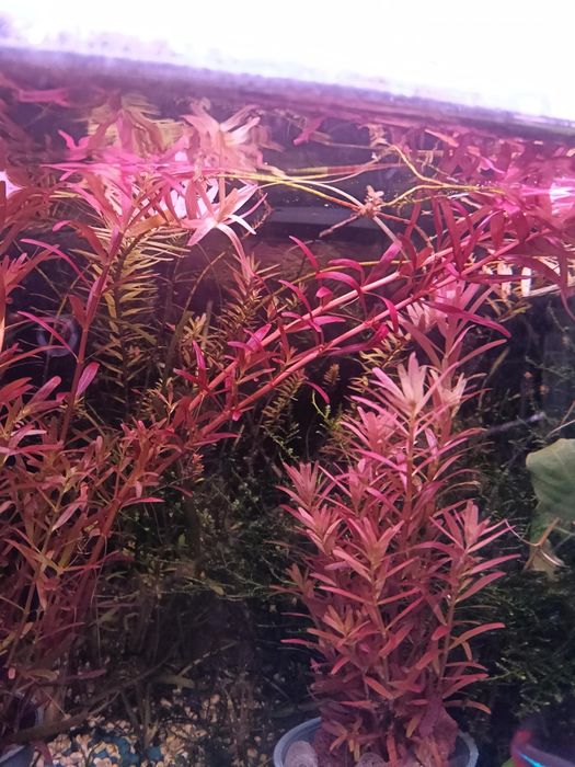 Rotala blood red Singapore