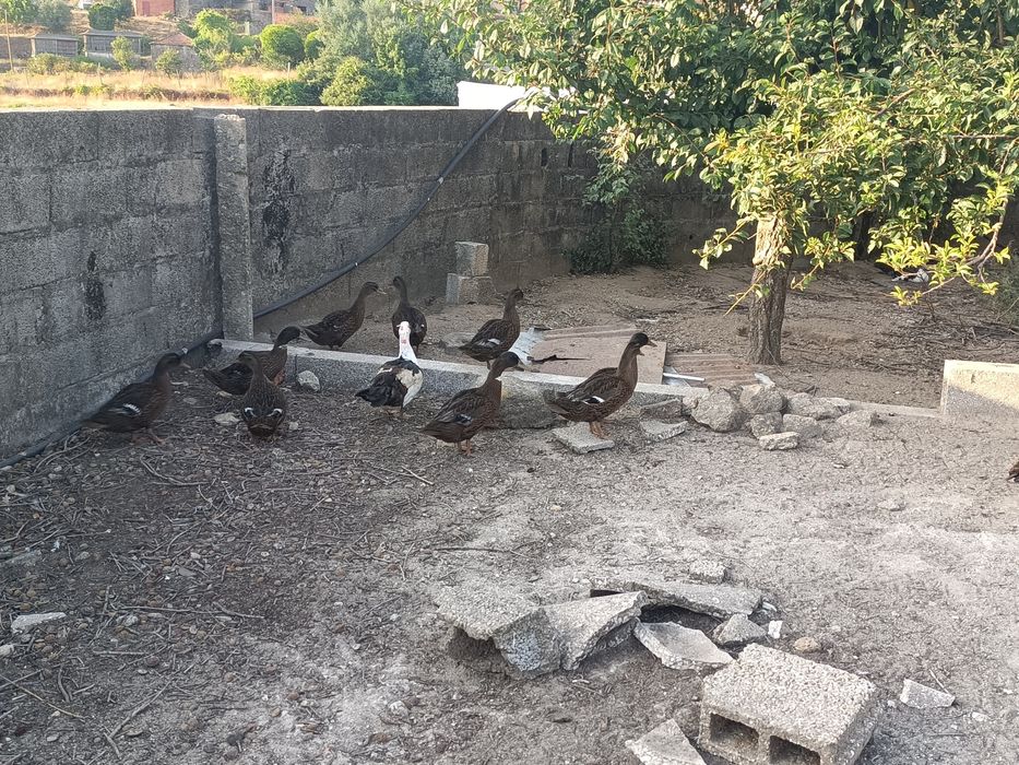 Patos reais adultos