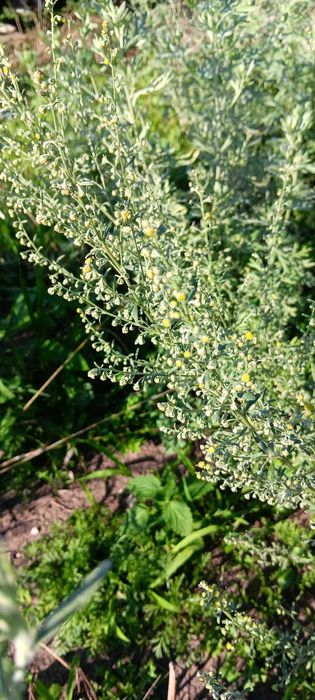 Ziele bylicy piołun 260g Eko(suszone) CZYSTA NATURA