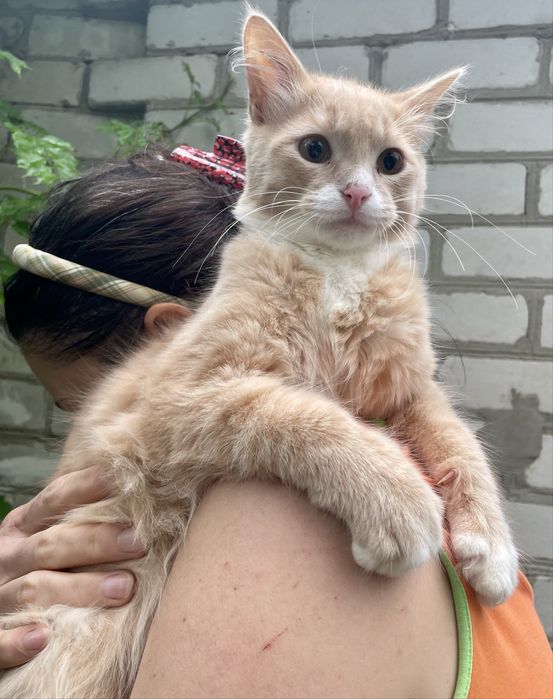 Кот котенок подросток рыжий персиковый с белым