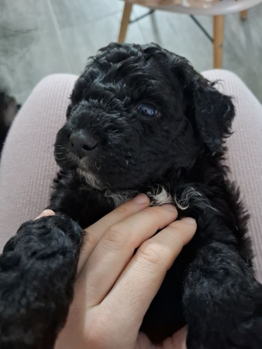 Portugalski pies dowodny Piesek PWD Lagotto Furbetti Coccoloni