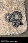 Heterodon  zachodni