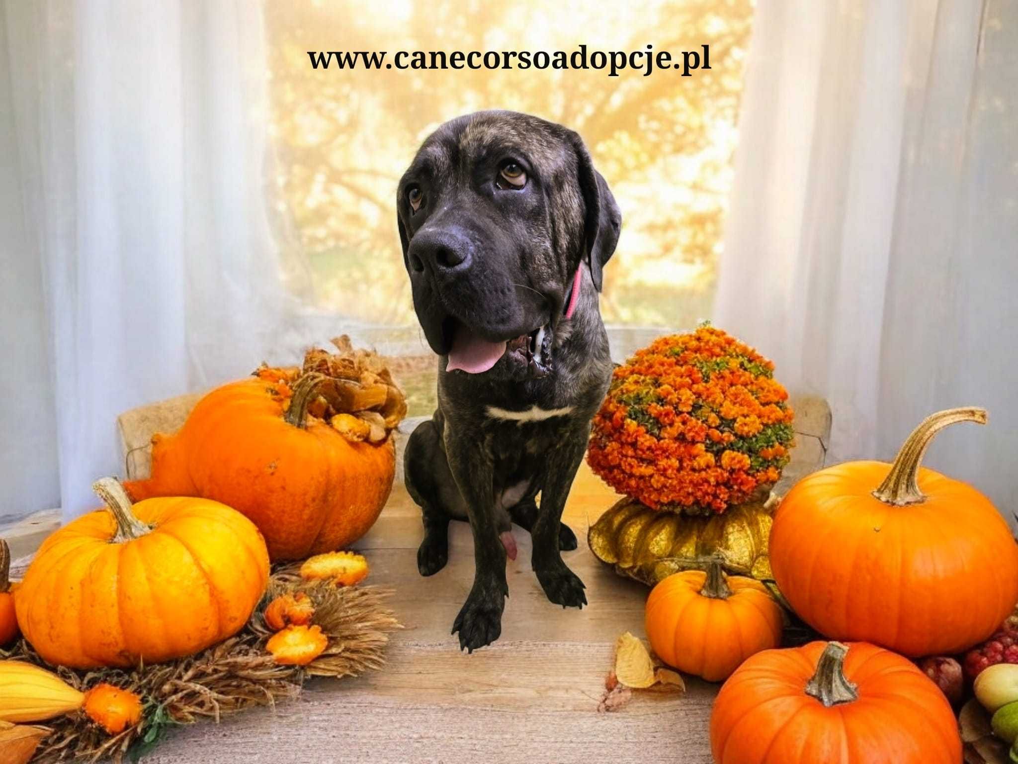 Syriusz w typie Cane Corso do adopcji.