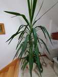 Juka pokojowa 150cm