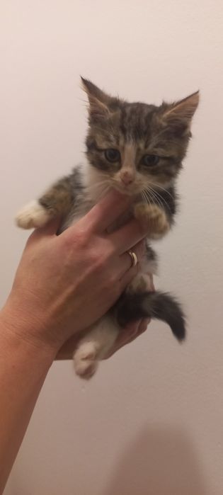 Oddam w dobre ręce małą kotkę