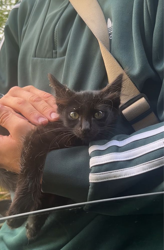 gatinho para adoção