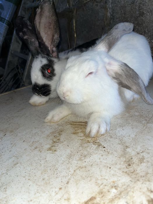 Coelhos Caseiros – 2 Meses | Filhos de Excelentes Reprodutores