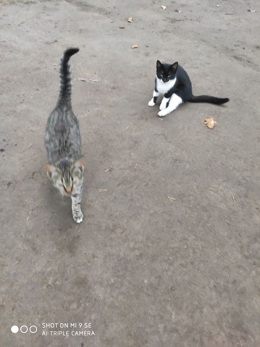 Кошенята у добрі руки