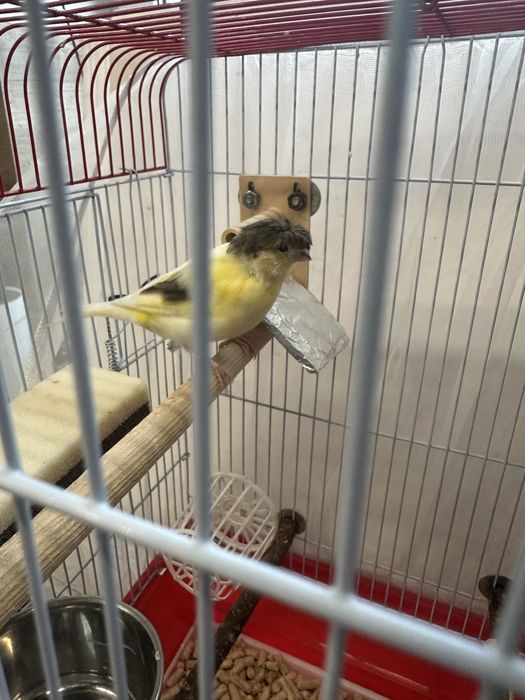 Sprzedam kanarki Gloster, dwie samiczki i jeden samiec.