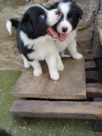 Śliczna suczka border collie