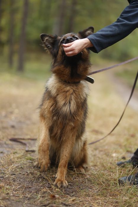 Łyski - młoda suczka w typie owczarka niemieckiego. Inteligenta