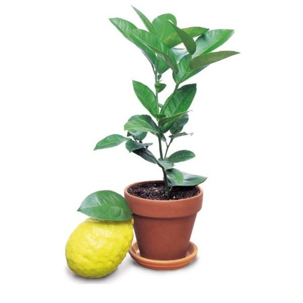 Лимон комнатный плодоносящий, высота 20-30 см