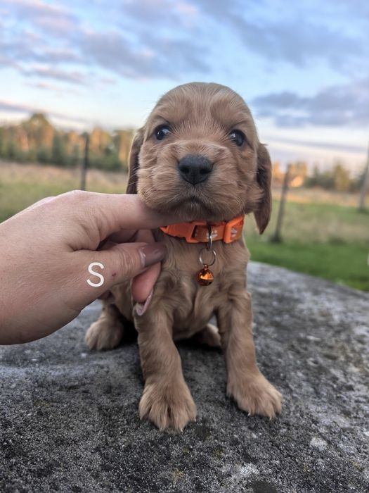 Śliczny szczeniak cocker spaniel