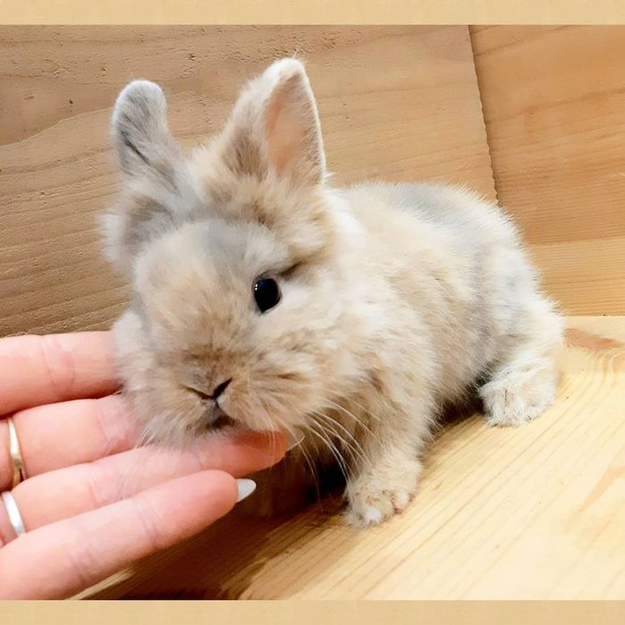 Карликовые миниатюрные декоративные вислоухие и торчеухие кролики