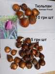 Цибулини тюльпанів