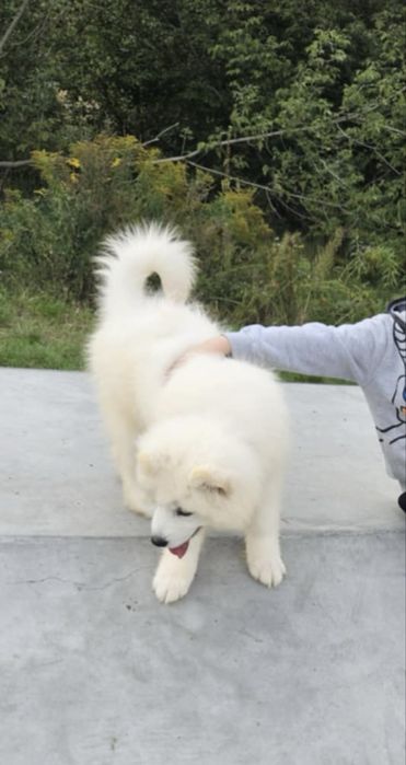 Samoyed ZkwP/Fci